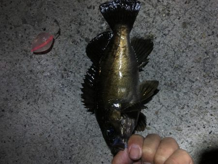 ジグヘッド青虫