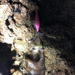 島根半島エギング