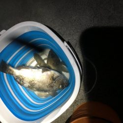 久しぶりのメバリング