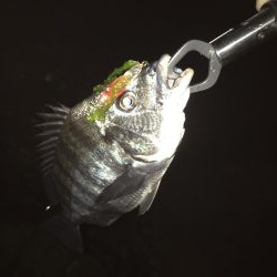メバル狙いが・・・