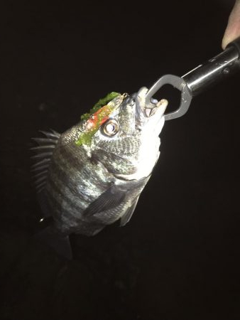 メバル狙いが・・・