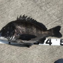 イチノ兄弟、釣果！