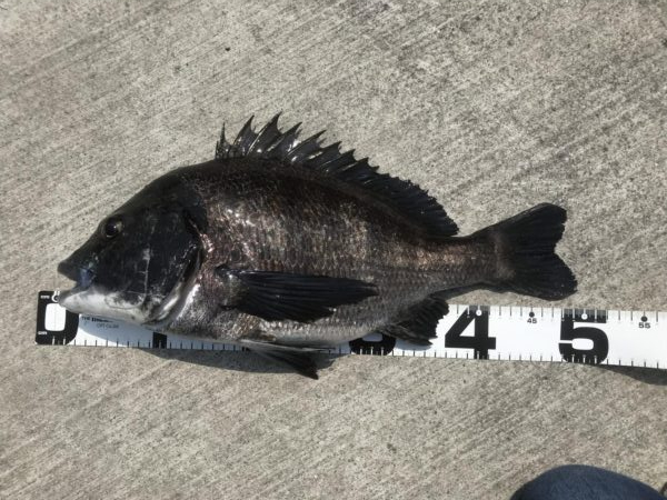 イチノ兄弟、釣果！