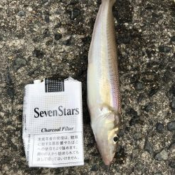 デカキス、コウイカ、ヒイラギ