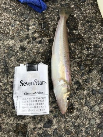 デカキス、コウイカ、ヒイラギ