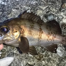 メバリング日和!