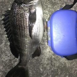 残ったアオイソメで