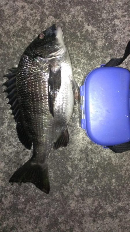 残ったアオイソメで