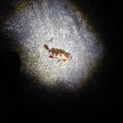 再びメバリング