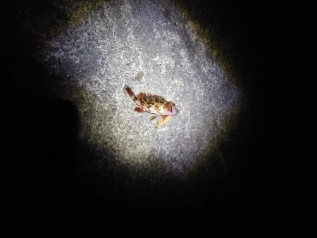 再びメバリング