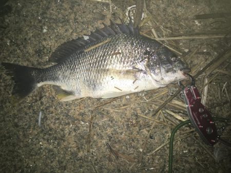 ２０１９ キビレ調査NO、１