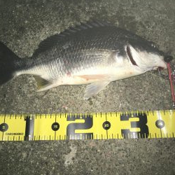 ２０１９ キビレ調査NO、２