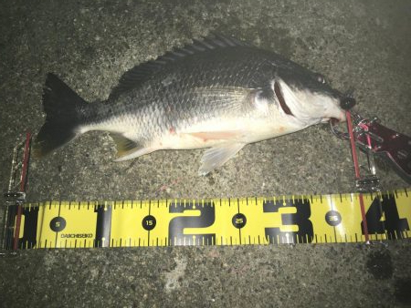 ２０１９ キビレ調査NO、２