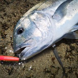 リーフエリア　ショアからGT