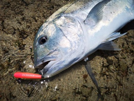 リーフエリア　ショアからGT