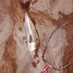 久しぶりのデイ