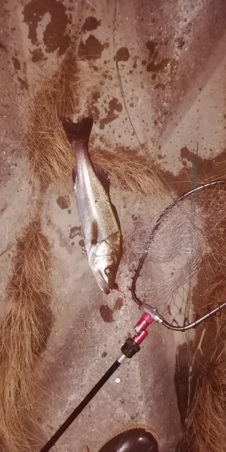 久しぶりのデイ