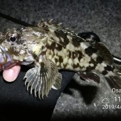 南港カモメ大橋ヘチ釣行 (南港 4月中旬~ 根魚 釣果有り)