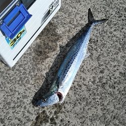 サゴシいました