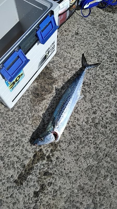 サゴシいました