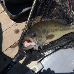 ブタバス捕獲！