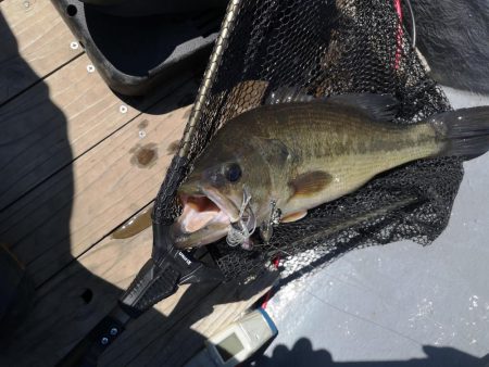 ブタバス捕獲！