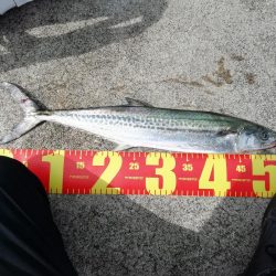 初サゴシ!! 場所:ヒント平田周辺