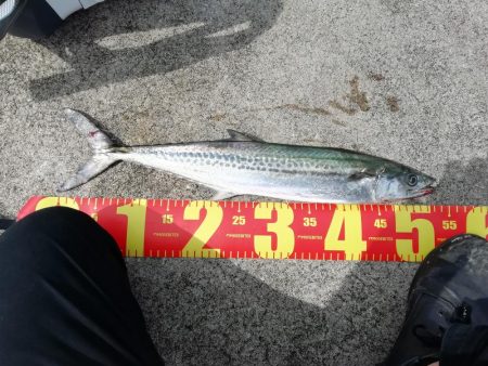 初サゴシ!! 場所:ヒント平田周辺