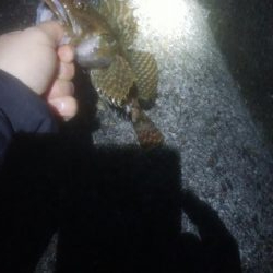 根魚釣れました！