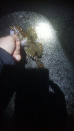 根魚釣れました！