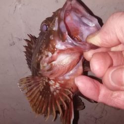 メバリング最高!