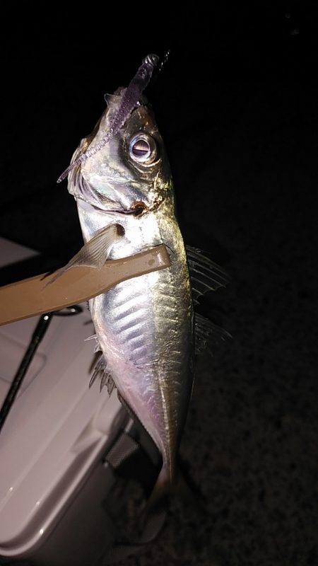 ナイトアジング