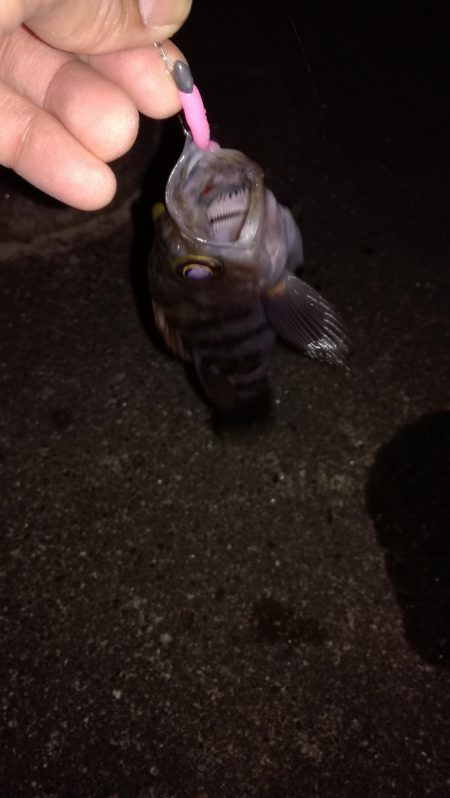 春のメバリング