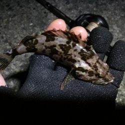 南港フェリーヘチ釣り （四月中旬,長潮～根魚の釣果有り）