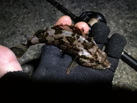 南港フェリーヘチ釣り （四月中旬,長潮～根魚の釣果有り）