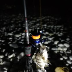 メバリング中に不意の大物