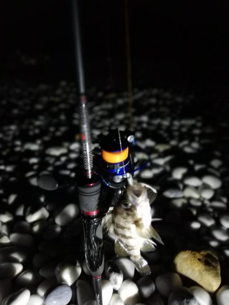 メバリング中に不意の大物