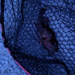 夕マズメアジング