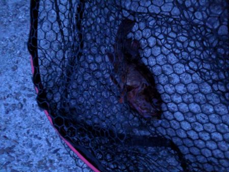 夕マズメアジング