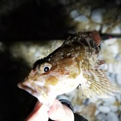 悪条件メバリング