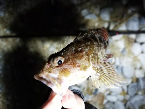 悪条件メバリング