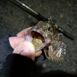 南港カモメ大橋ヘチ釣行 （南港 4月下旬20日～ 安定の根魚 釣果有り）