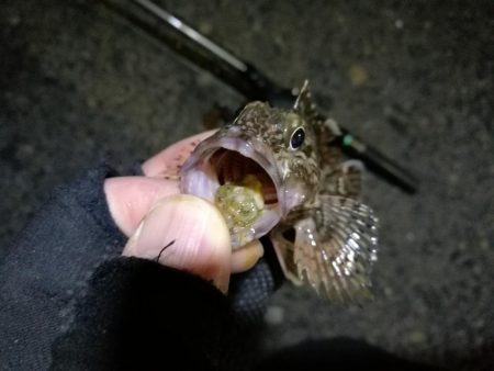 南港カモメ大橋ヘチ釣行 （南港 4月下旬20日～ 安定の根魚 釣果有り）