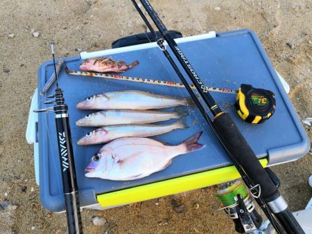 キスがそろそろ釣れ始めています。