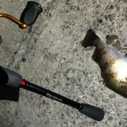 白浜パンダツアー