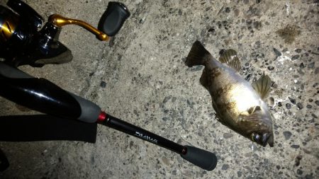 白浜パンダツアー