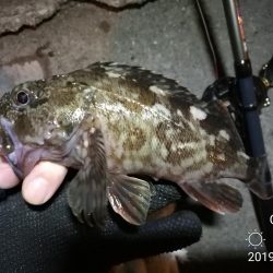 南港カモメ大橋ヘチ釣行 (21日大潮~ メバル、ガシラ 釣果有り)