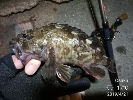 南港カモメ大橋ヘチ釣行 (21日大潮~ メバル、ガシラ 釣果有り)