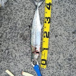 サゴシがヒット