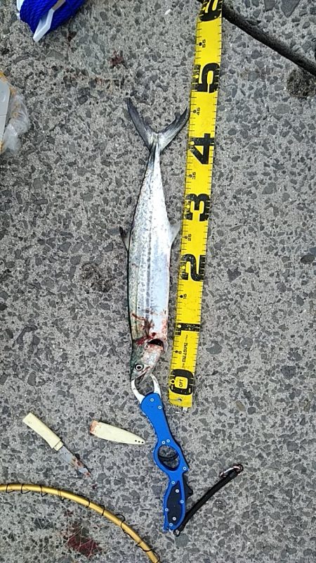 サゴシがヒット